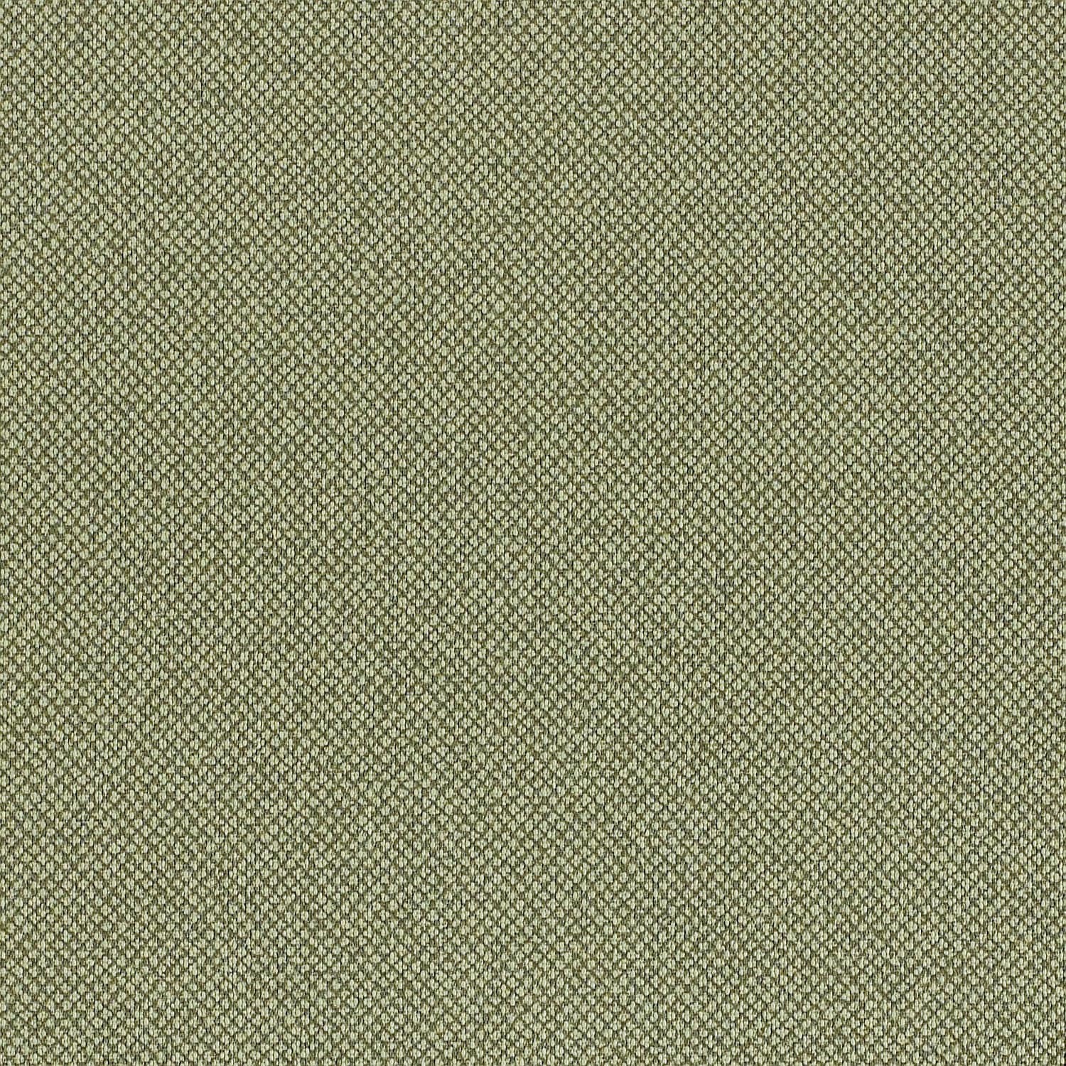 Lichen